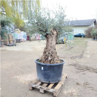 Olivenbaum Olea Europea `Hemi`
