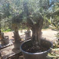 Olivenbaum Olea Europea `Summer Time`