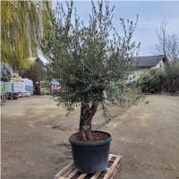 Olivenbaum Olea Europea `Lotus `