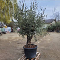 Olivenbaum Olea Europea `Xena `