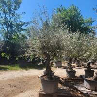 Olivenbaum Olea Europea ` Sakura `