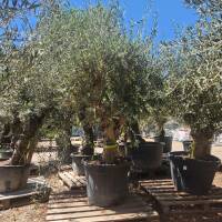 Olivenbaum Olea Europea ` Stratos `