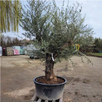 Olivenbaum Olea Europea ` Stratos `