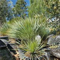 Yucca Rostrata - Winterharte Gartenyucca