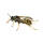 Lockstoff Wespen- und Fliegenfalle NF