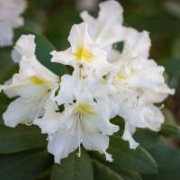 Rhododendron weiß Cunningham White