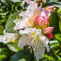 Rhododendron weiß Cunningham White