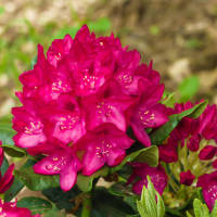 Rhododendron rubinrot Nova Zembla