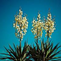 Palmlilie- Yucca