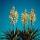 Palmlilie- Yucca