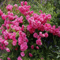Bodendecker-Rose ,Hedi pink 30cm