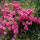 Bodendecker-Rose ,Hedi pink 30cm
