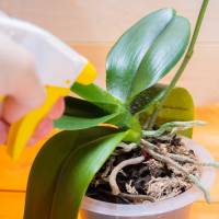 Lizetan Orchideen- & Zierpflanzenspray