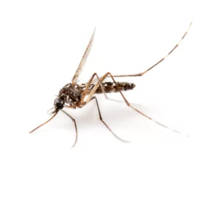 Forminex Mücken- und Gelsen- Abwehr