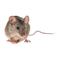 Lebendfalle Maus Drahtkäfig