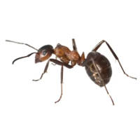 Forminex Ameisen Ködergranulat