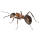 Forminex Ameisen Ködergranulat