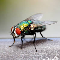 TITAN 200 IP GartenChamp Nr.1|  gegen fliegende Insekten