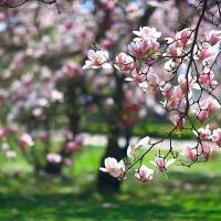 Baummagnolie rosa Heavent Scent 80-100cm