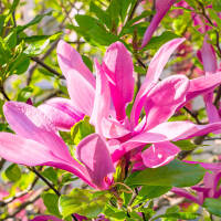 Magnolie purpurrot Susan 80-100cm