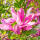 Magnolie purpurrot Susan 80-100cm