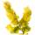 Gold-Ulme Wredei 100-125cm