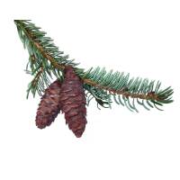 Serbische Fichte 80-100cm am Ballen