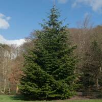 Nordmanns Tanne 60-80cm am Ballen