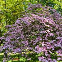 Blumen-Hartriegel Rubra 80-100cm am Ballen