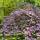 Blumen-Hartriegel Rubra 80-100cm am Ballen