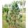 Zirbe 70-80cm am Ballen