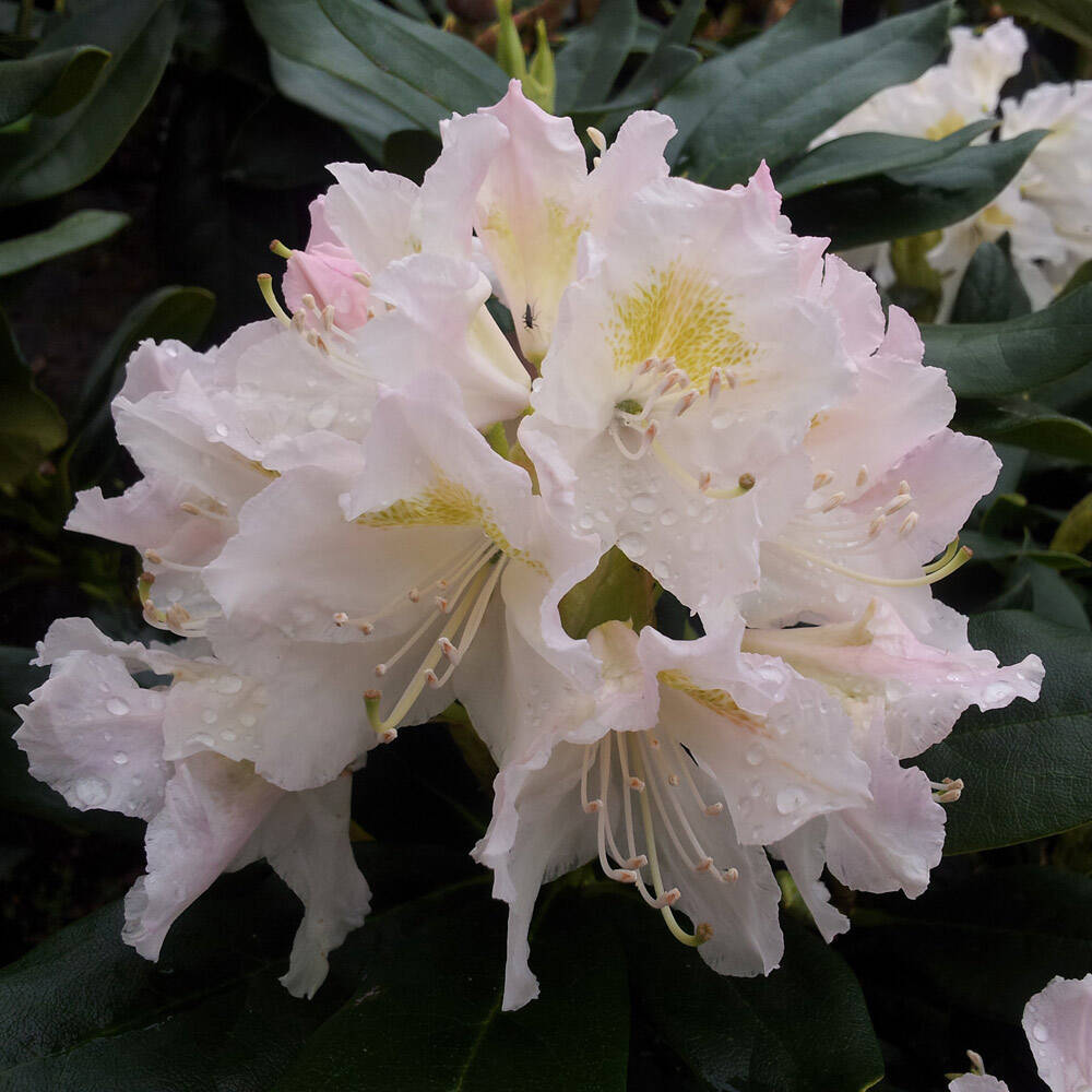 Rhododendron 'Cunningham White' online kaufen, 29,36