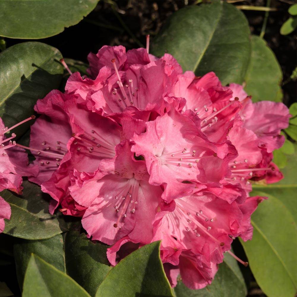 Rhododendron rot 'Germania' 30-40cm online kaufen, 29,36