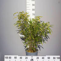Gartenbambus Rufa 80-100cm C9  (ohne Ausläufer)