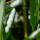 Gartenbambus Rufa  60-80cm C9  (ohne Ausläufer)