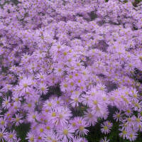Myrten-Aster Pink Star P 1
