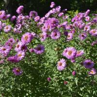 Myrten-Aster Pink Star P 1