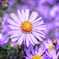 Myrten-Aster Pink Star P 1