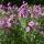 Myrten-Aster Pink Star P 1
