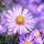 Myrten-Aster Pink Star P 1