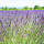 Lavendel Dwarf Blue P 0,5