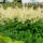 Wald-Geissbart P1