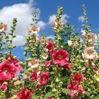 Stockrose Farbmischung P1