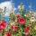 Stockrose Farbmischung P1
