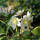 Christrose P 1