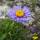 Alpen-Aster Dunkle Schöne P 0,5