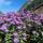Alpen-Aster Dunkle Schöne P 0,5
