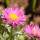 Alpen-Aster Happy End P 0,5