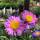 Alpen-Aster Happy End P 0,5