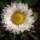 Alpen-Aster Albus P 0,5